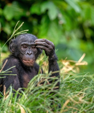 Lecture | Gender Through the Eyes of a Primatologist